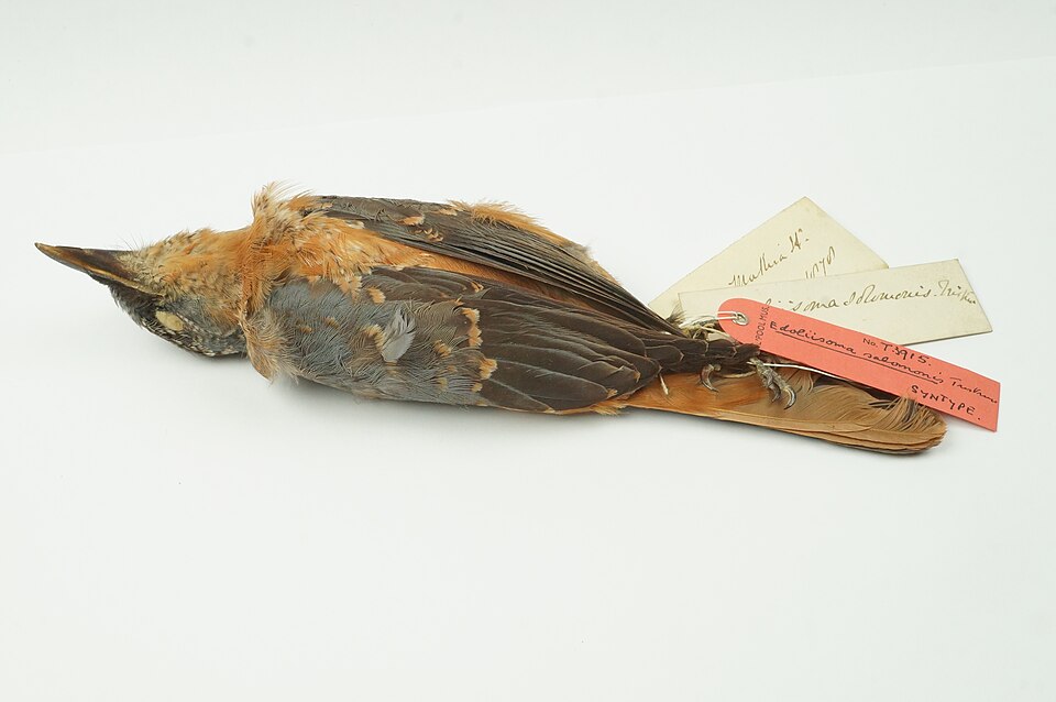 Makira Cicadabird