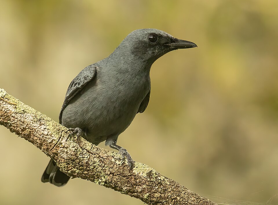 Common Cicadabird