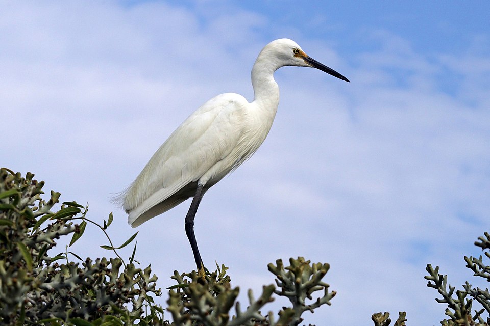 Dimorphic Egret