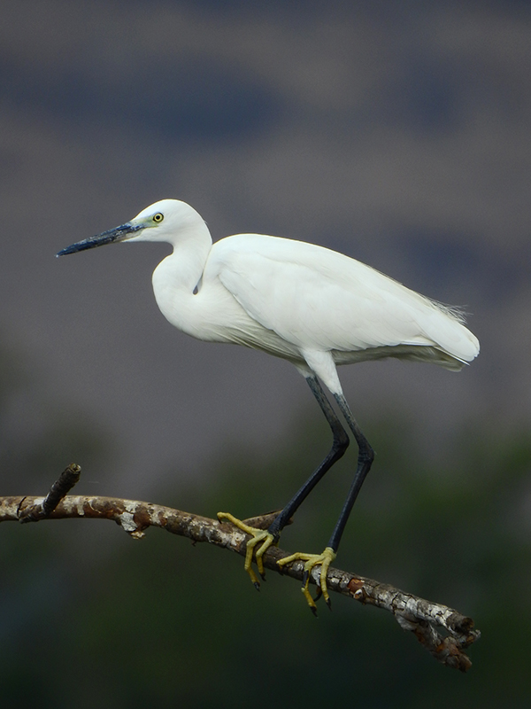 Little Egret