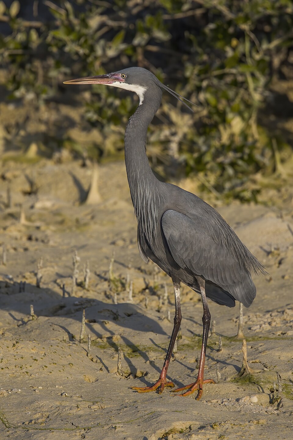 Western Reef Heron