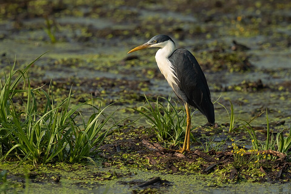 Pied Heron