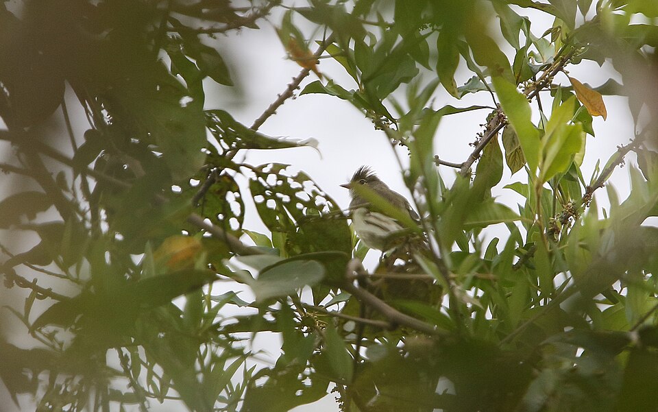 Coopmans's Elaenia