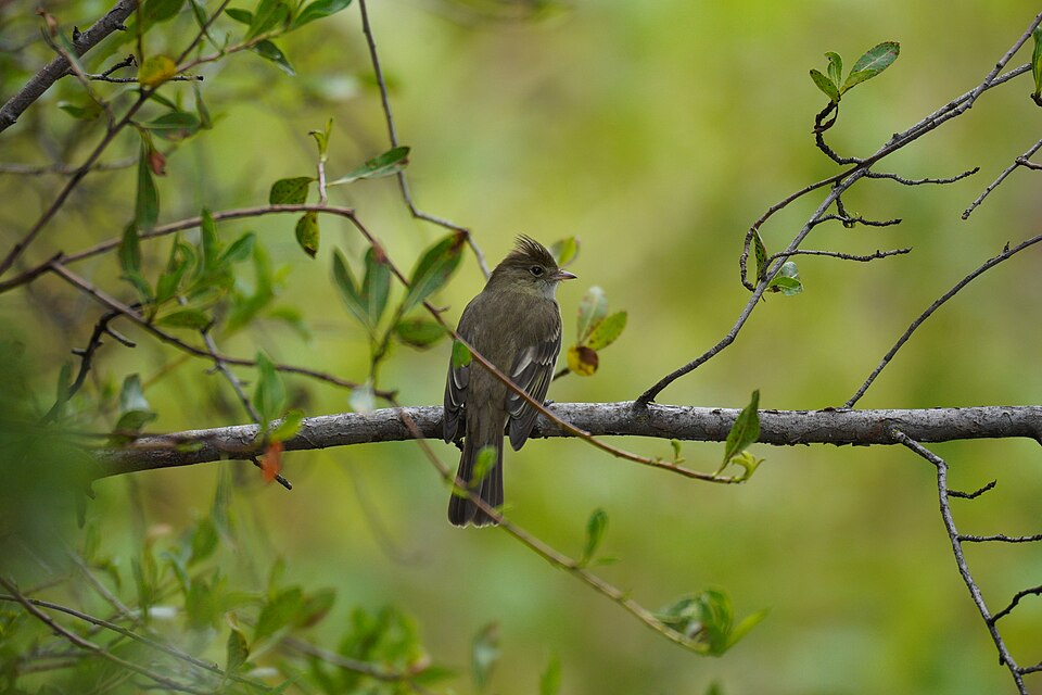 Chilean Elaenia