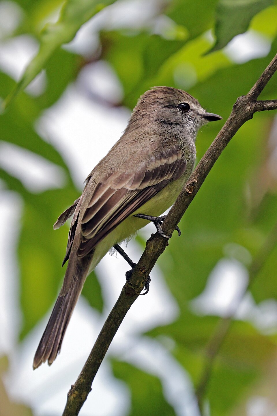 Lesser Elaenia