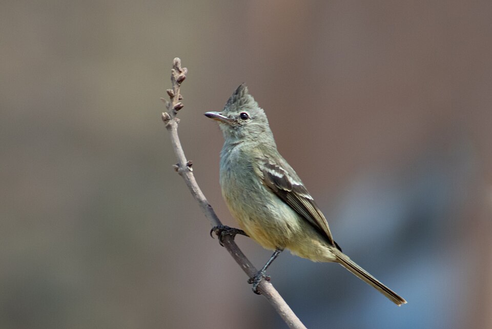 Plain-crested Elaenia