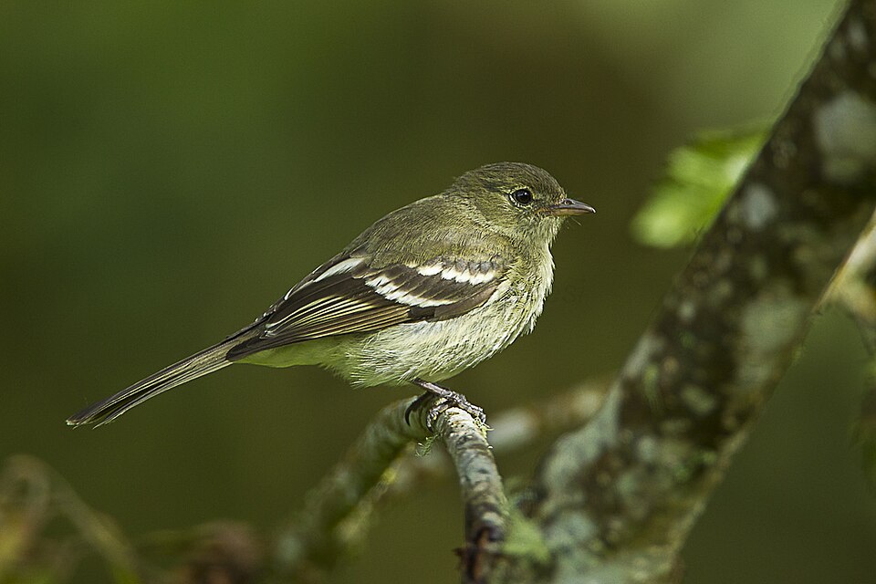 Mountain Elaenia