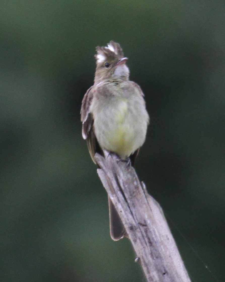 Mottle-backed Elaenia