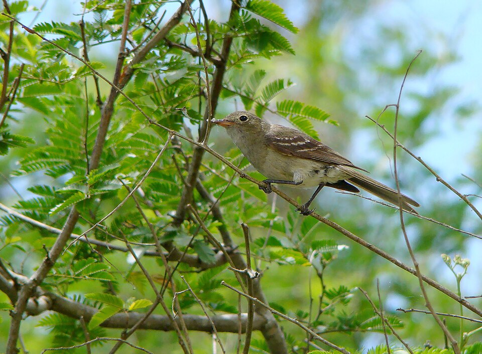 Olivaceous Elaenia