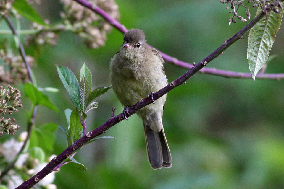 Highland Elaenia