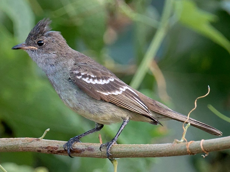 Noronha Elaenia