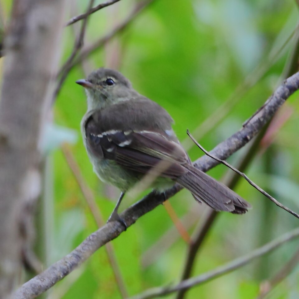 Small-headed Elaenia