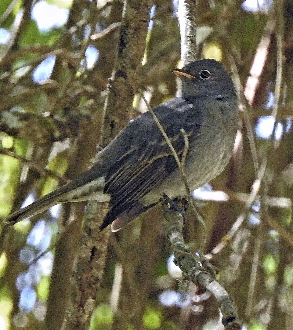 Slaty Elaenia