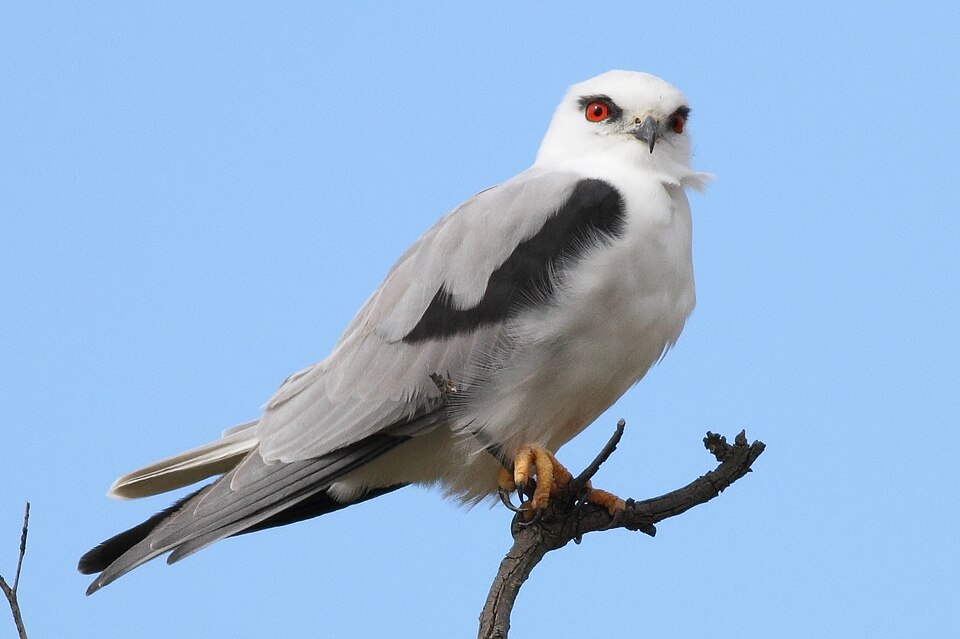 Black-shouldered Kite