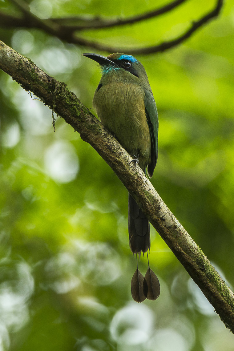 Keel-billed Motmot
