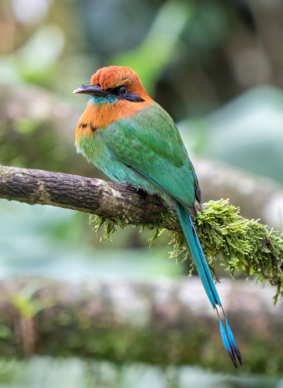 Broad-billed Motmot