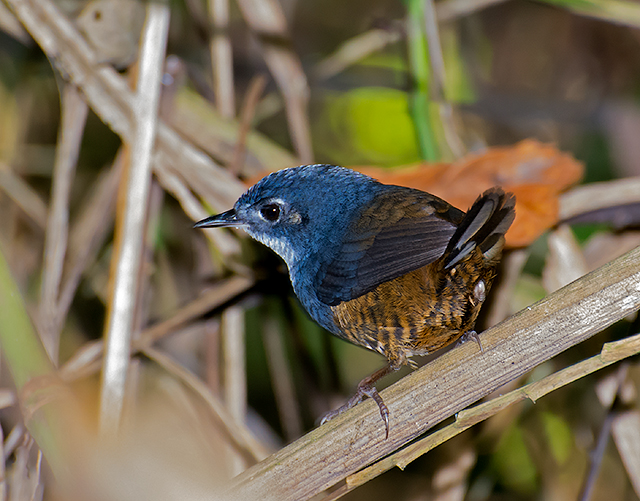 White-breasted Tapaculo