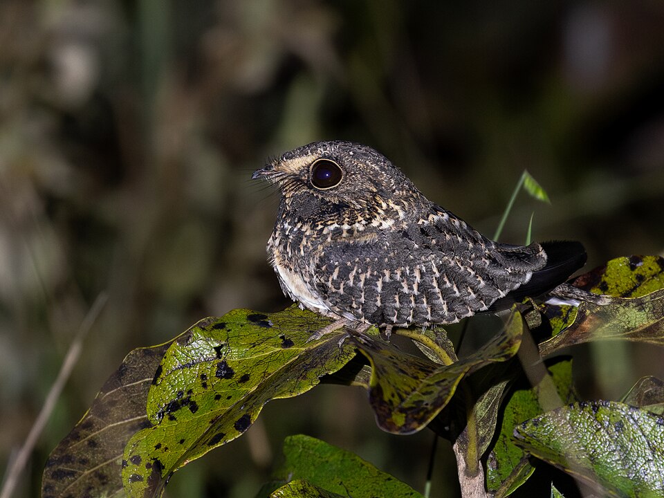 Sickle-winged Nightjar