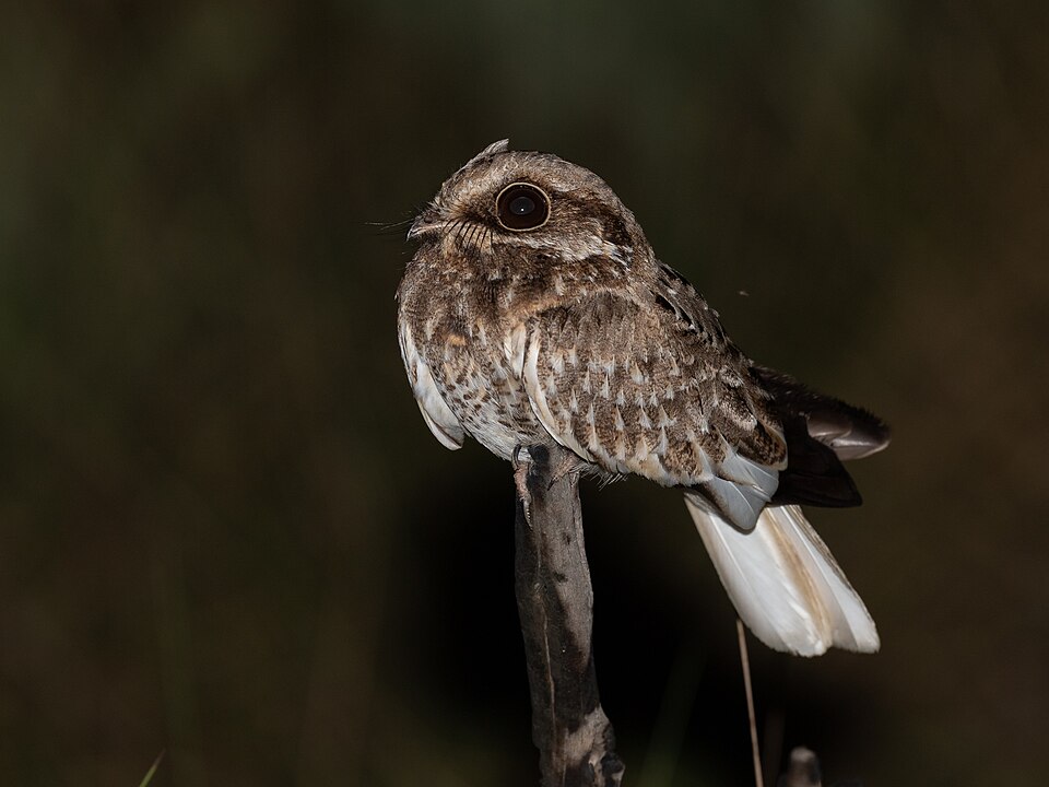 White-winged Nightjar