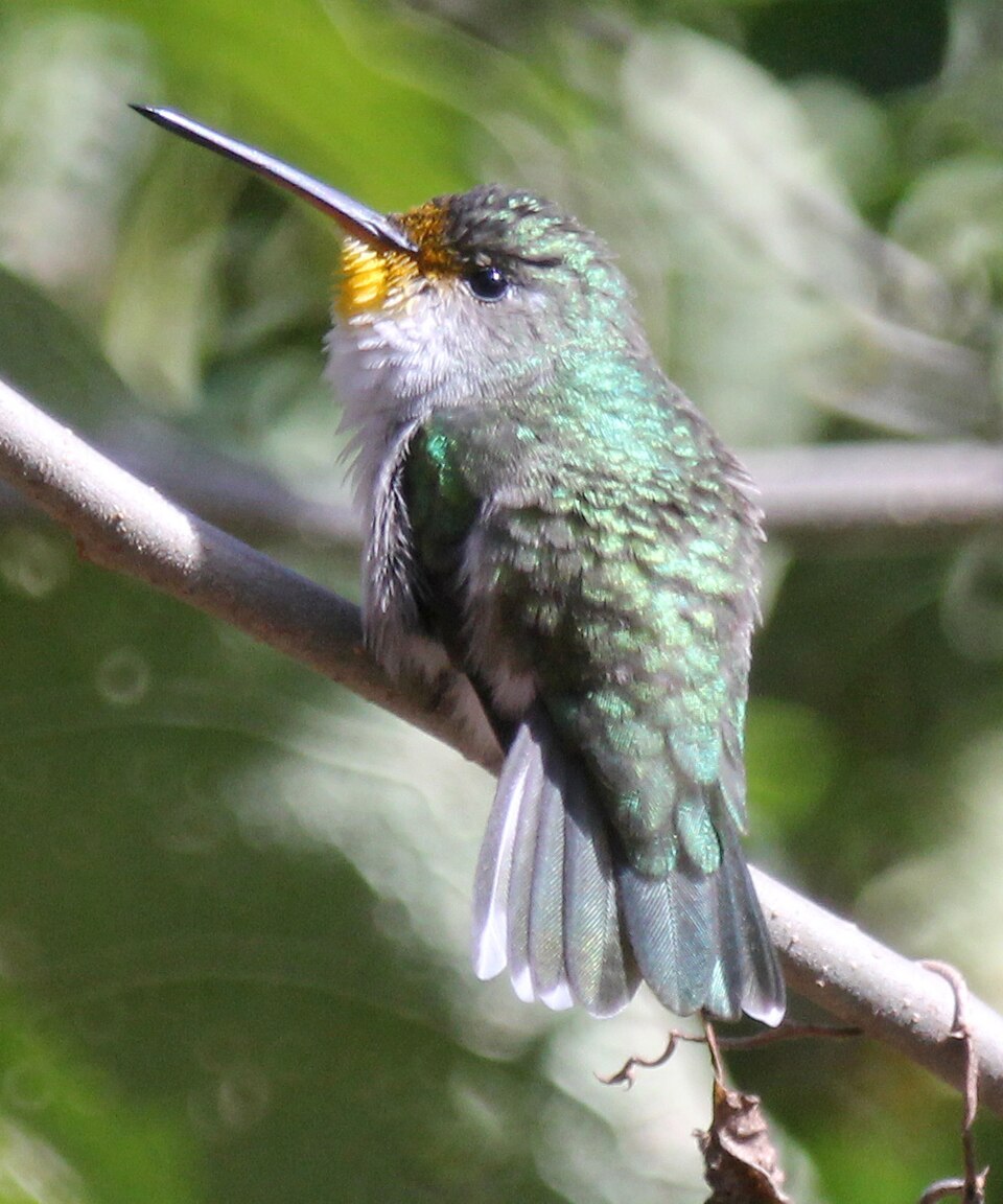 White-bellied Hummingbird
