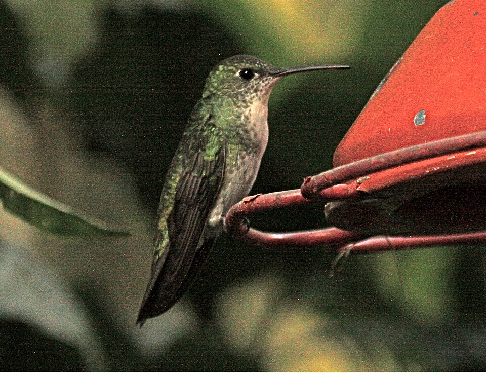 Green-and-white Hummingbird