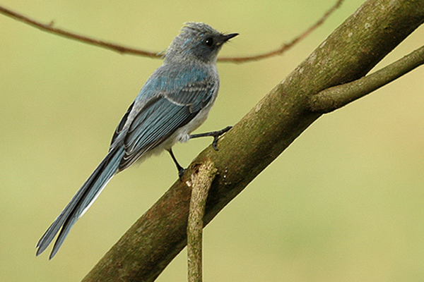White-tailed Blue Flycatcher