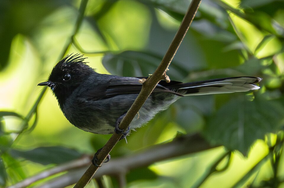 White-bellied Crested Flycatcher