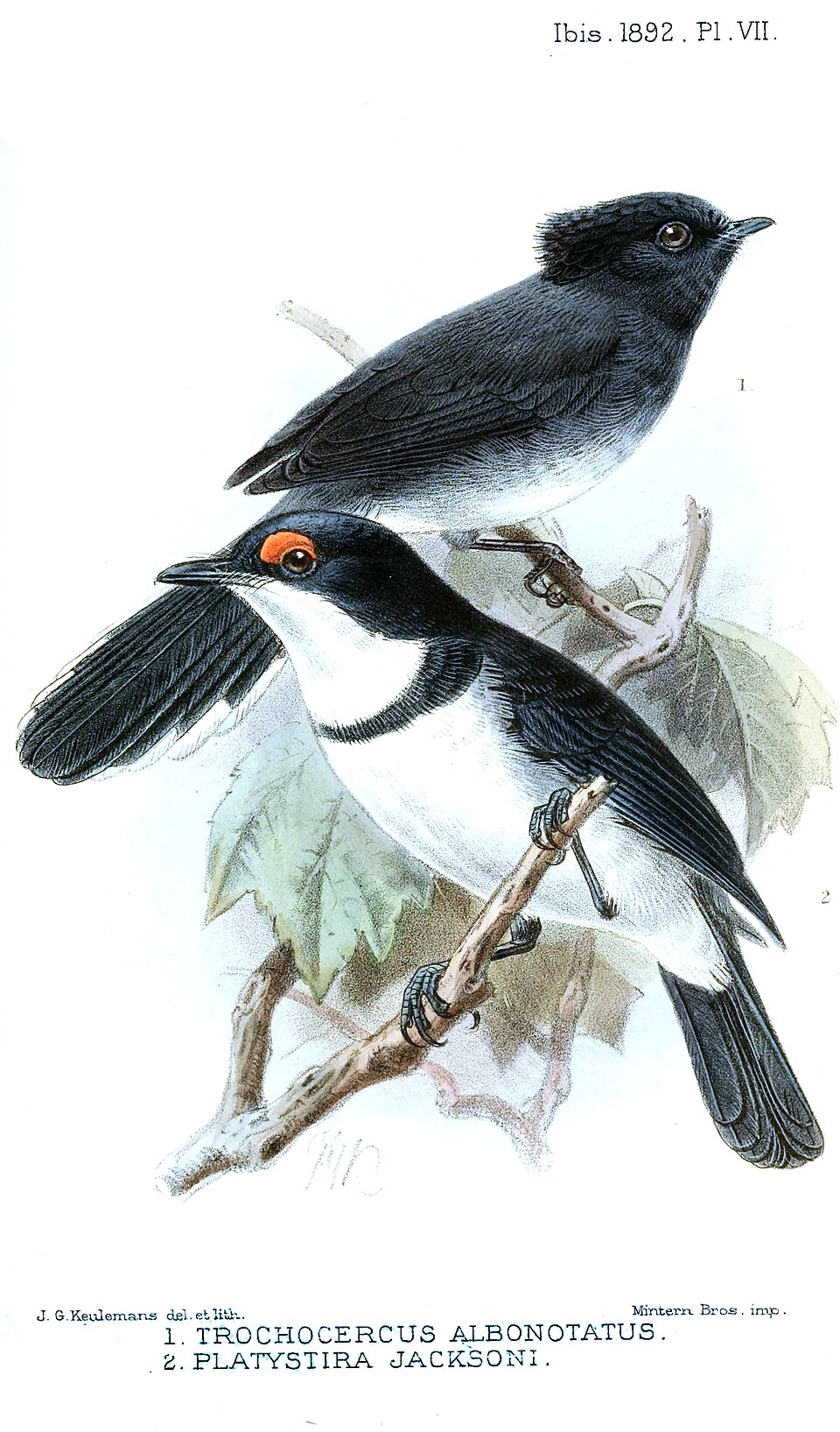 White-tailed Crested Flycatcher