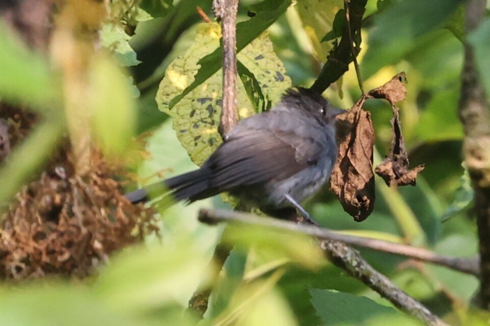 Dusky Crested Flycatcher
