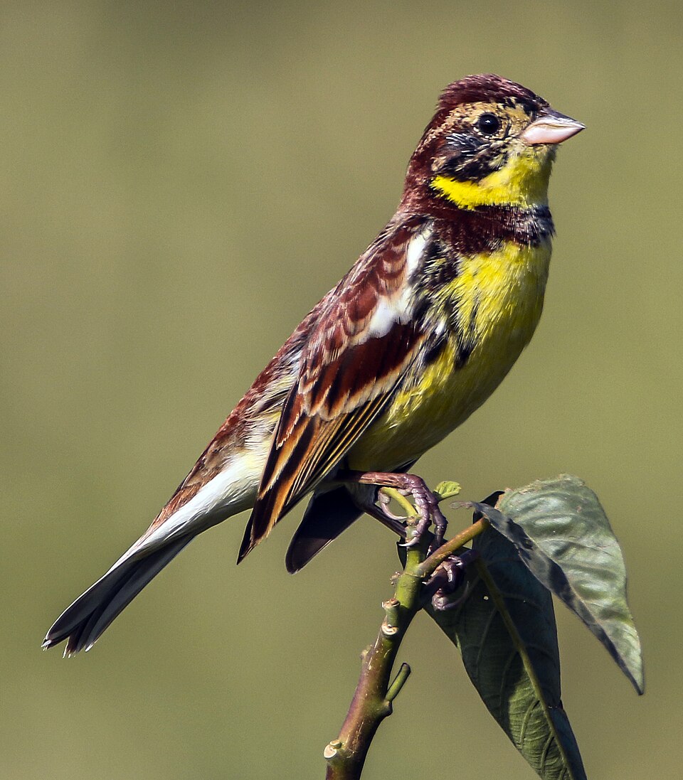 Yellow-breasted Bunting