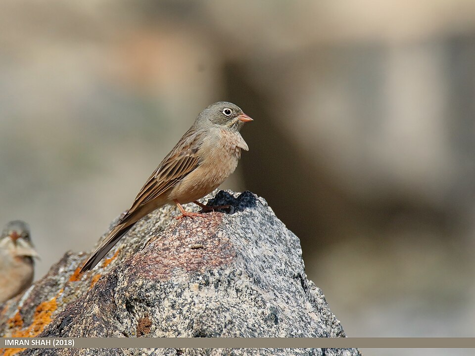 Grey-necked Bunting