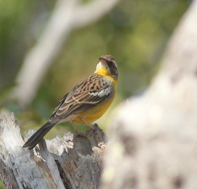 Cabanis's Bunting