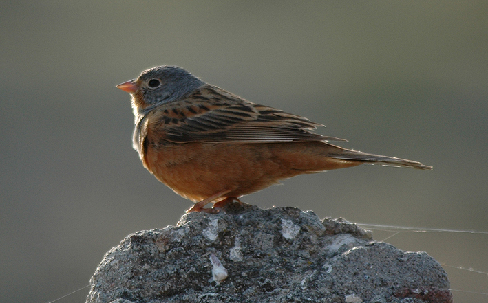 Cretzschmar's Bunting