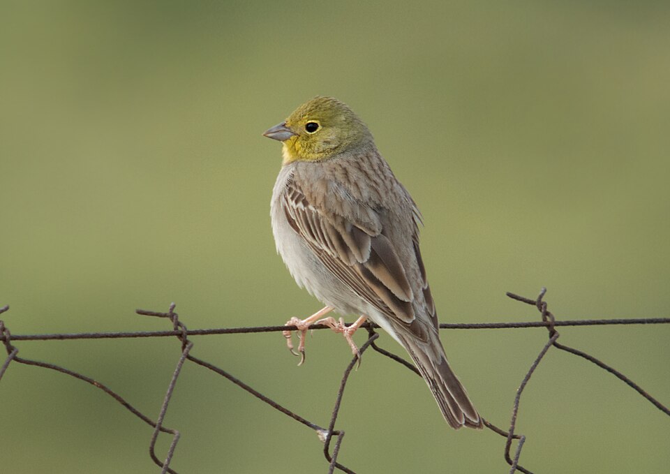 Cinereous Bunting