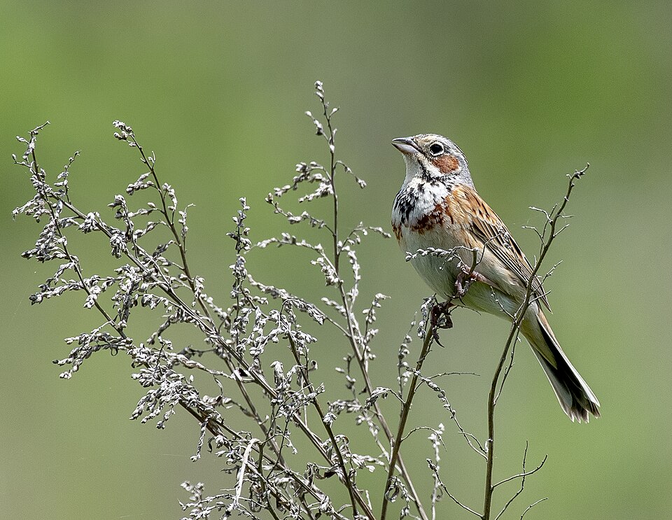 Chestnut-eared Bunting