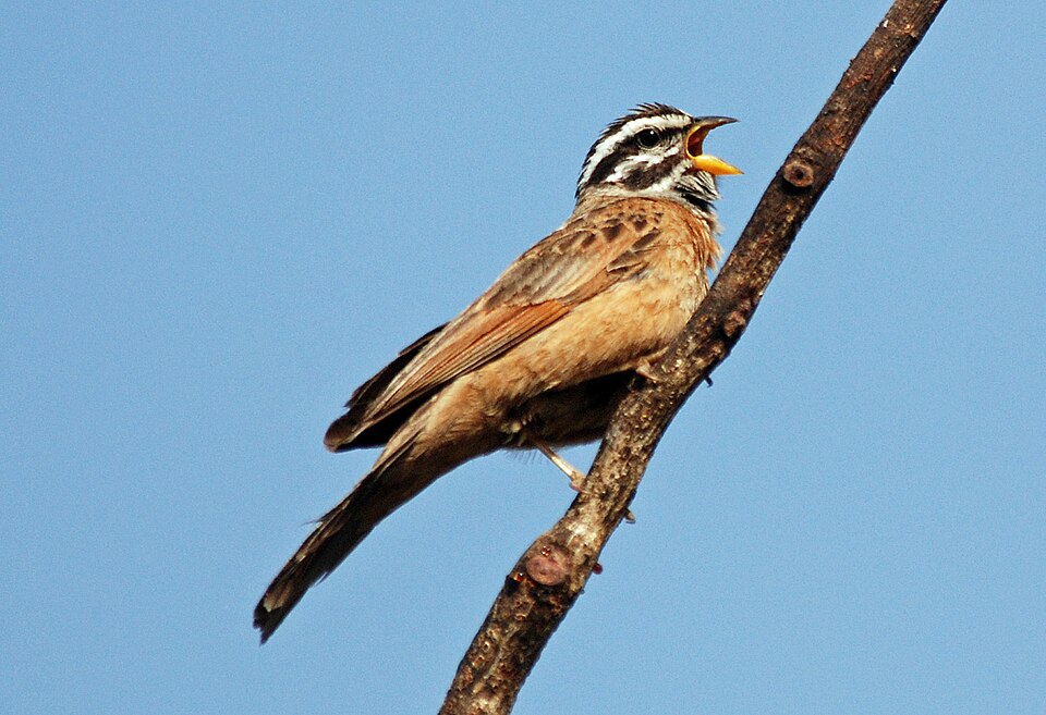 Gosling's Bunting