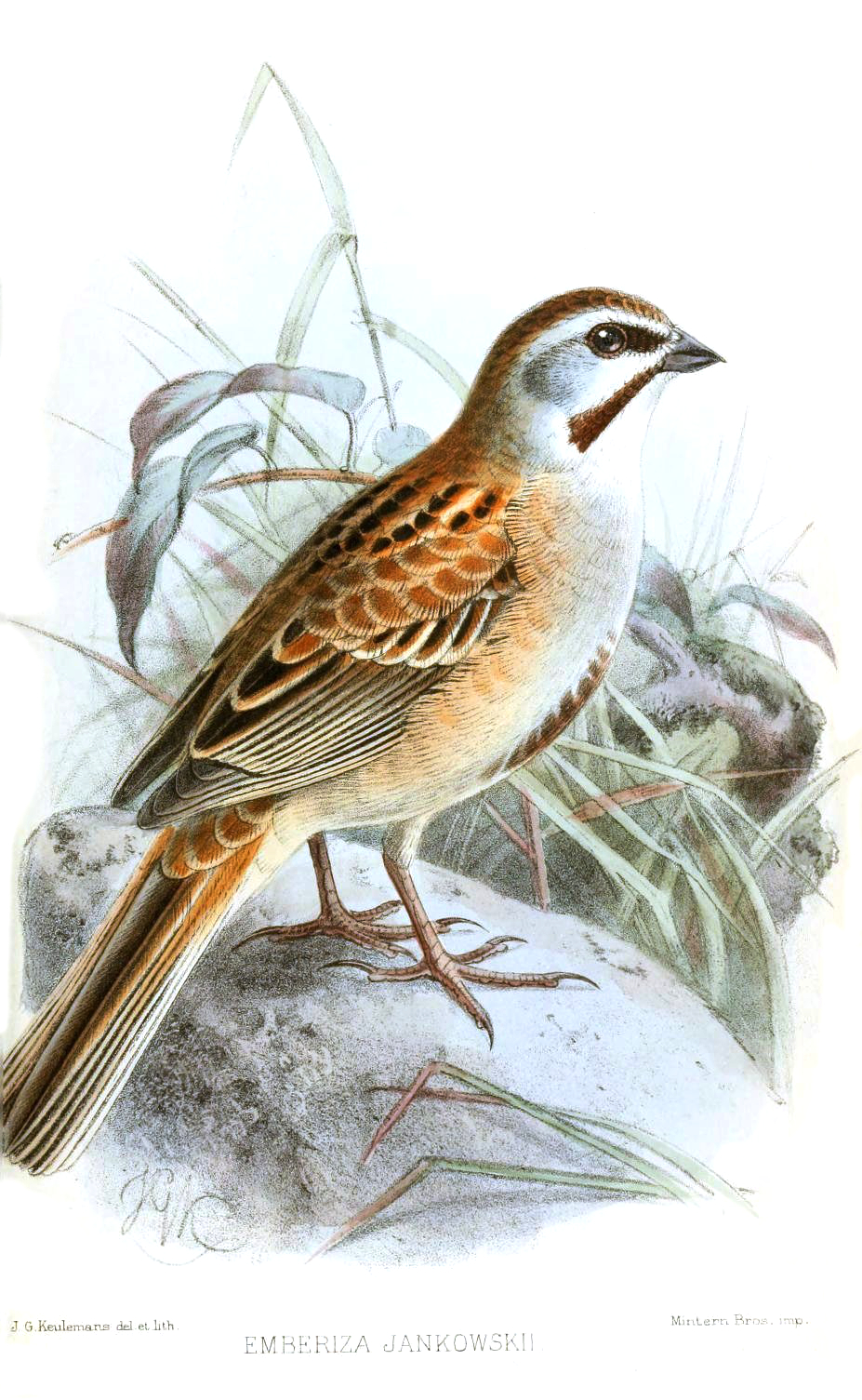 Jankowski's Bunting