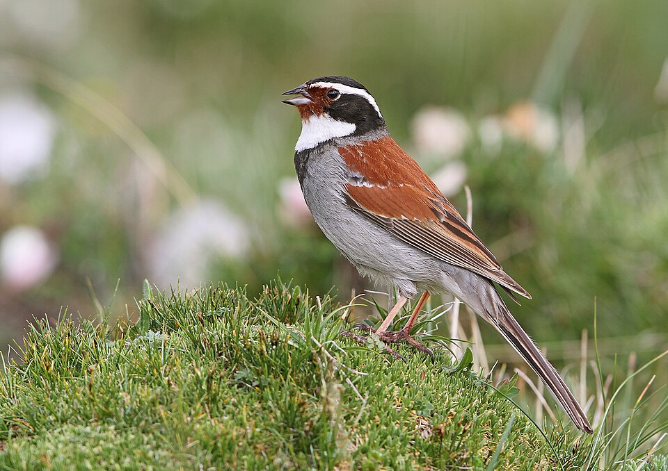 Tibetan Bunting