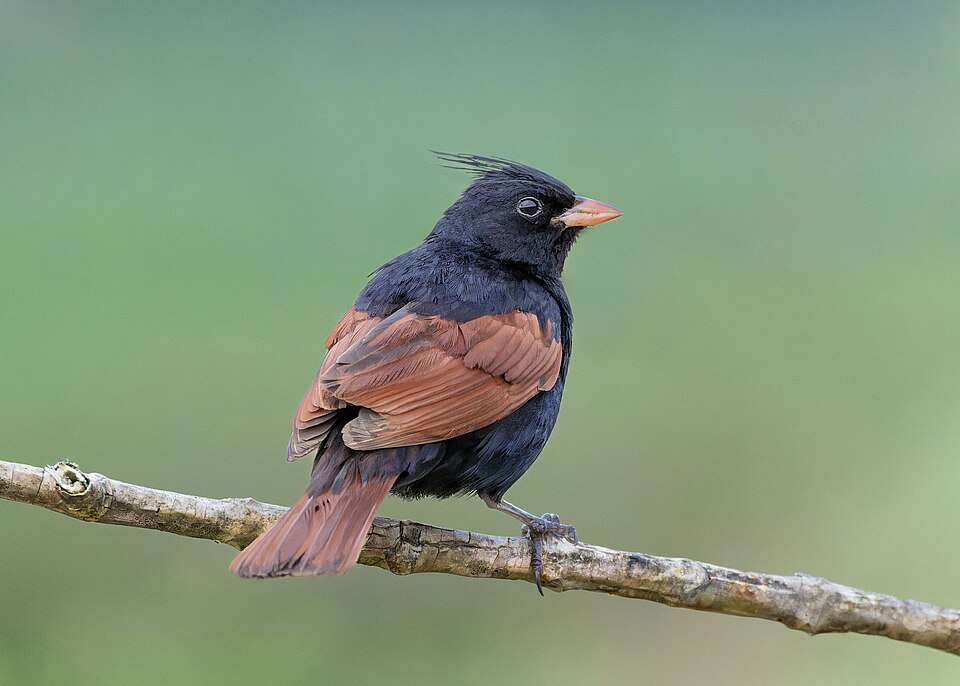 Crested Bunting