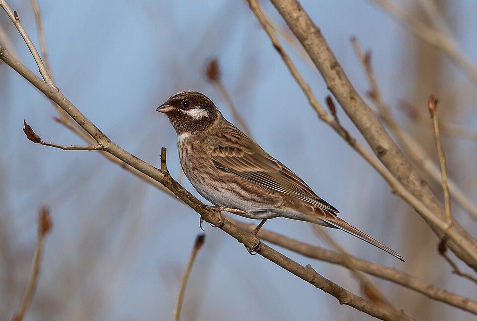 Pine Bunting