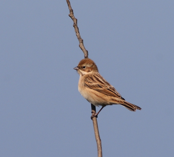 Pallas's Reed Bunting
