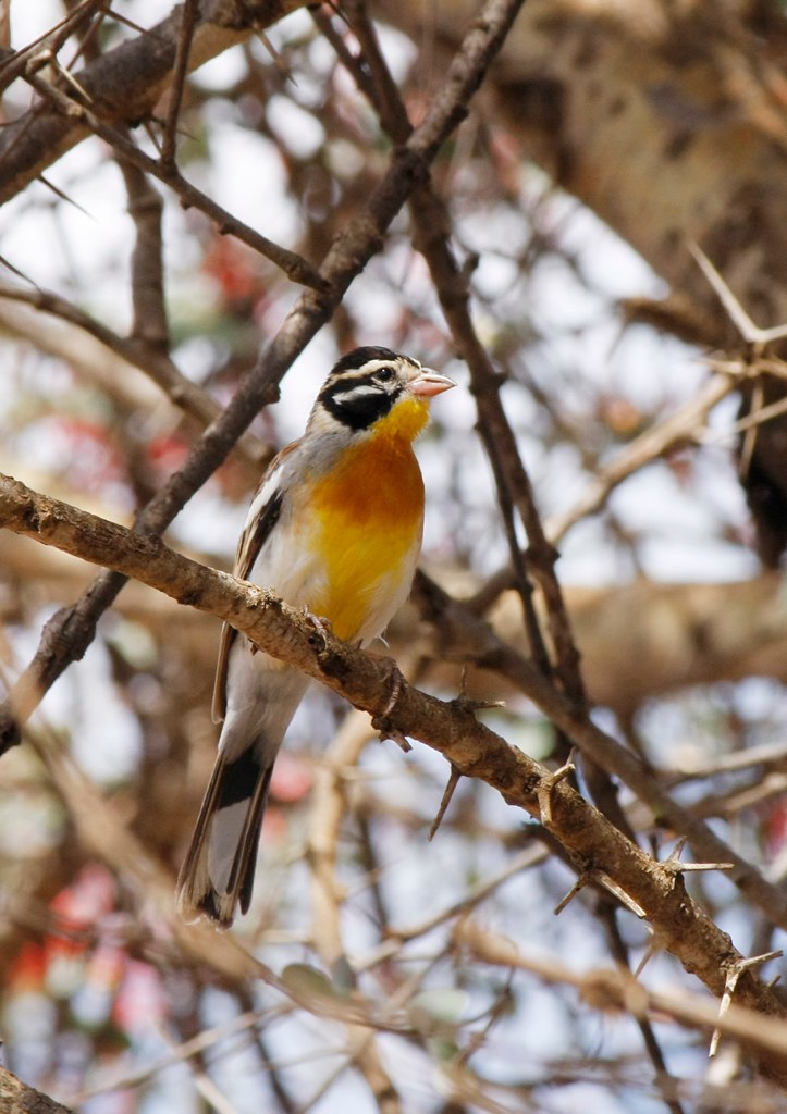 Somali Bunting