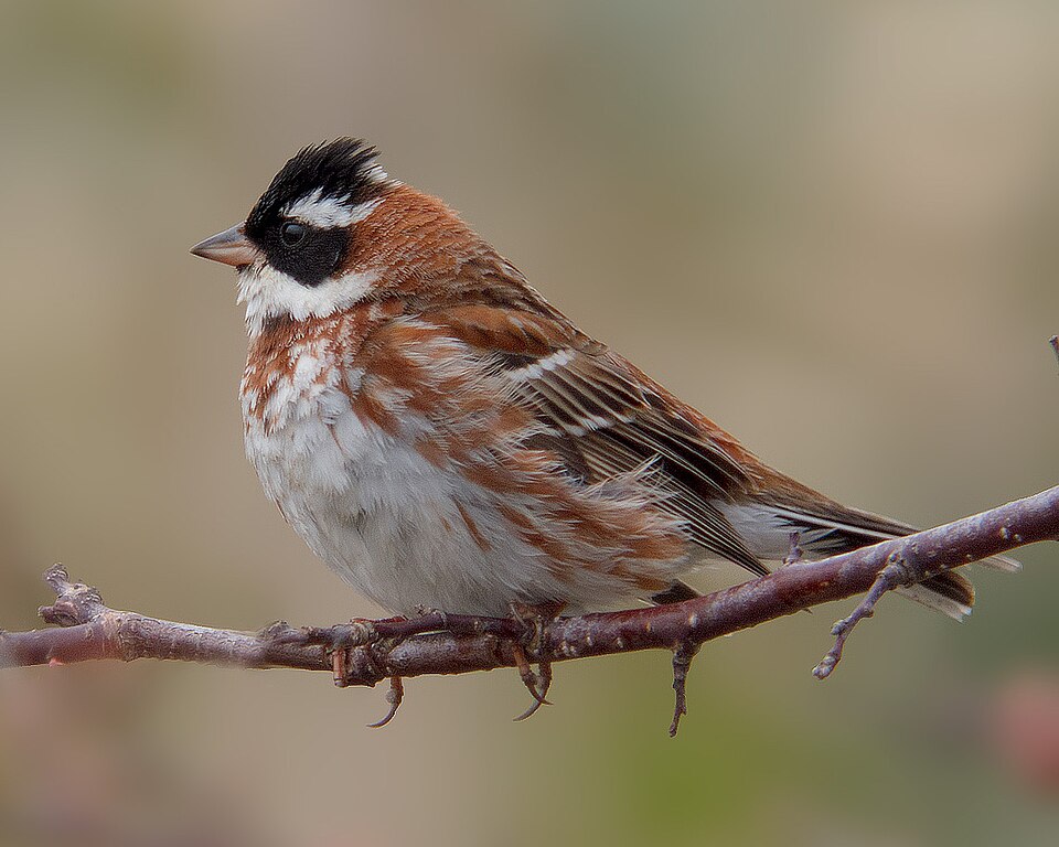 Rustic Bunting