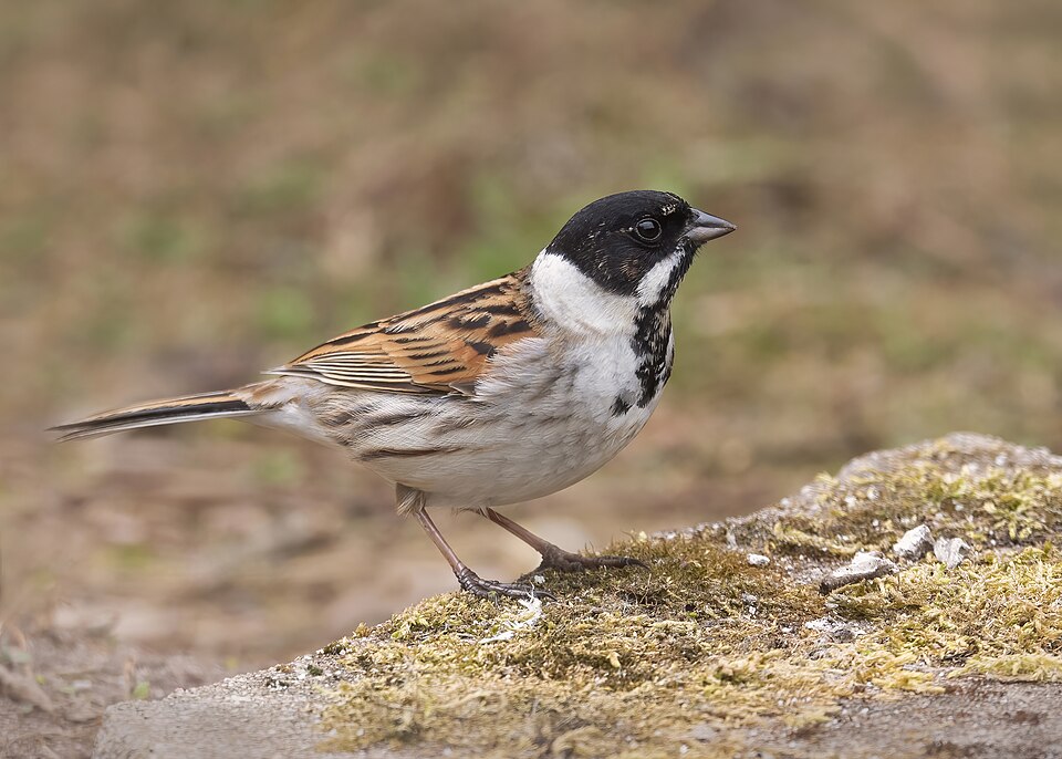 Common Reed Bunting