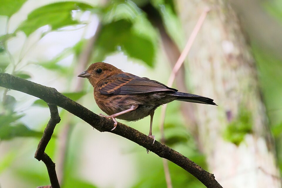 Slaty Bunting