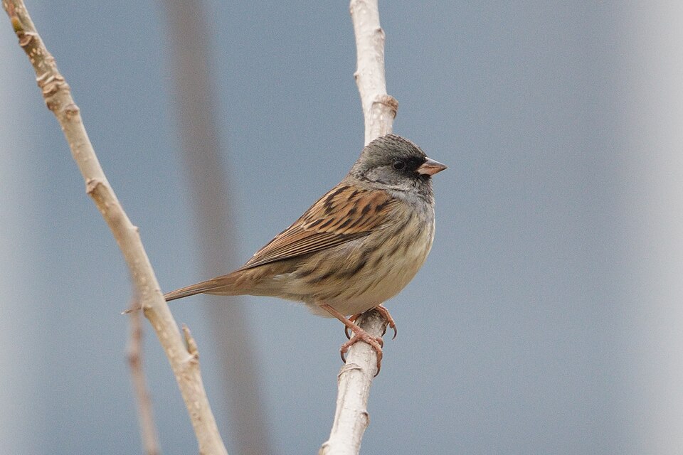 Black-faced Bunting