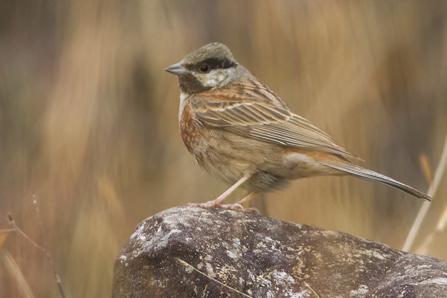 White-capped Bunting