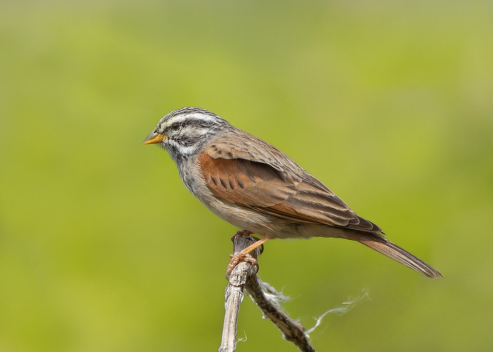 Striolated Bunting