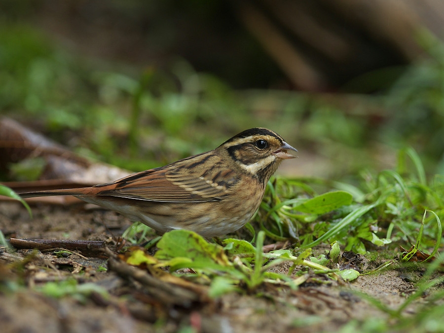 Tristram's Bunting