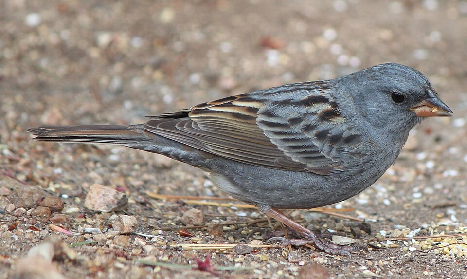 Grey Bunting